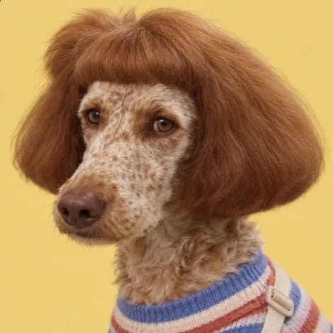 Barnaby Nugget, personagem da Escolinha da IA: poodle de franja ruiva e suéter listrado